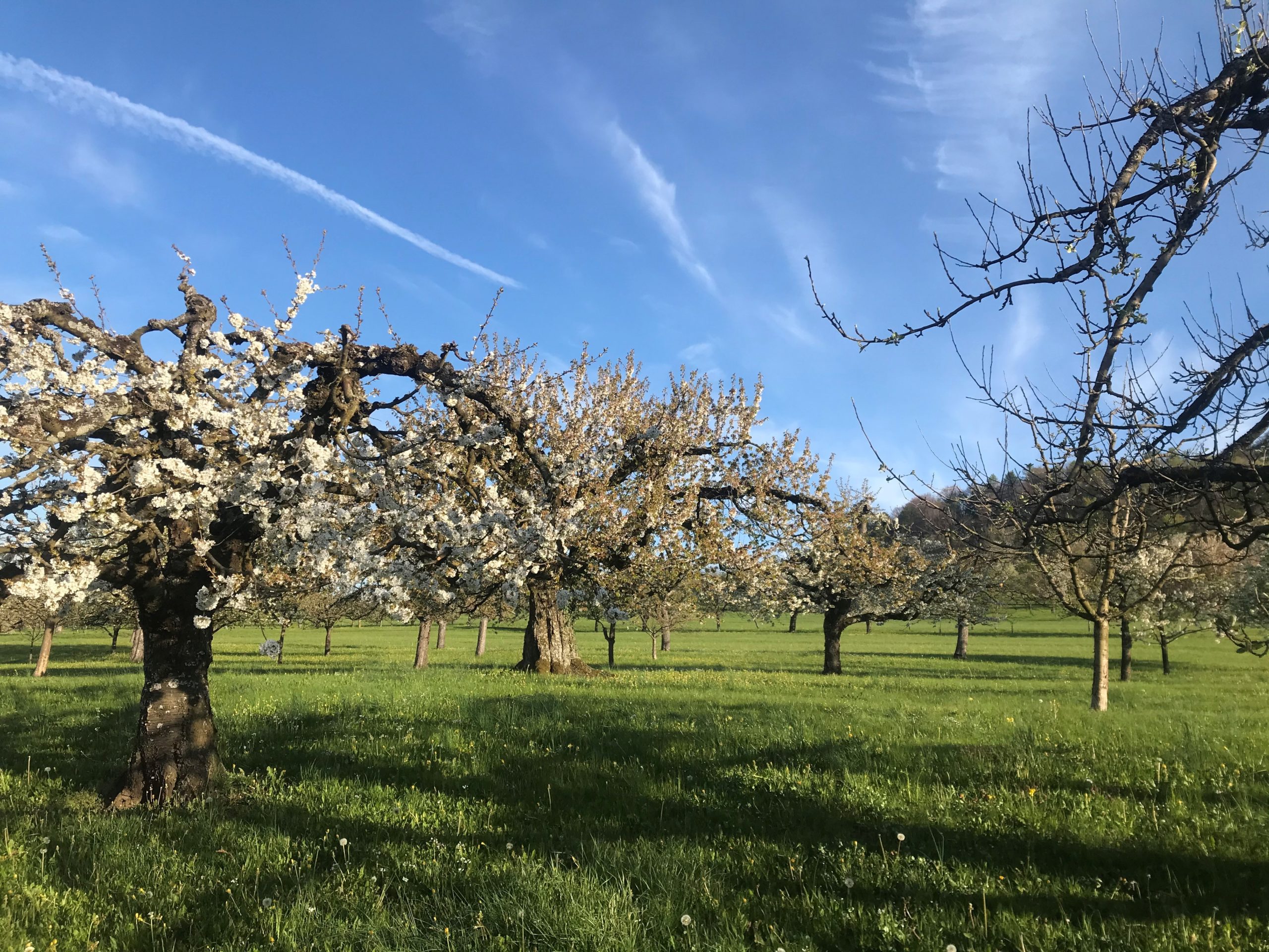 Fruehling-Schwaebische-Alb-Dettingen-Erns
